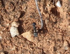 Camponotus micans