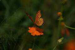Argynnis hyperbius hyperbius