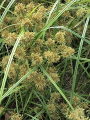 Cyperus odoratus