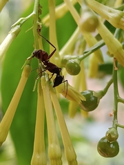 Camponotus cruentatus