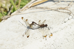 Sympetrum infuscatum