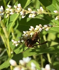 Polistes bellicosus