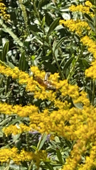 Sphex ichneumoneus