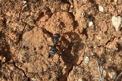 Camponotus micans