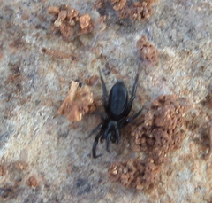 Zelotinae