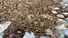 Eriogonum deflexum