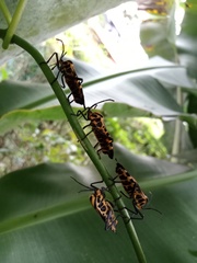 Sephina vinula