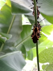 Sephina vinula