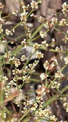 Eriogonum deflexum
