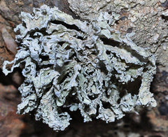 Ramalina bourgaeana