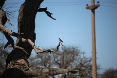 Tachycineta leucopyga