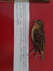 Ammodramus savannarum