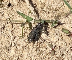 Cicindela ocellata