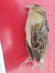 Ammodramus savannarum