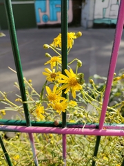 Senecio inaequidens