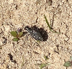 Cicindela ocellata