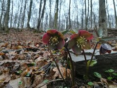 Helleborus purpurascens