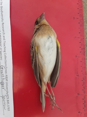 Ammodramus savannarum