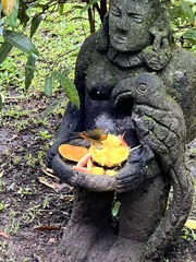 Ramphocelus passerinii