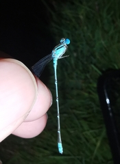 Pseudagrion microcephalum