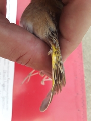 Ammodramus savannarum