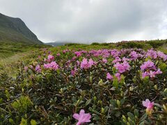 Rhododendron kotschyi