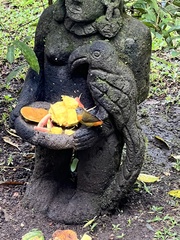 Ramphocelus passerinii