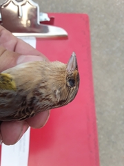 Ammodramus savannarum