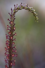 Microdon dubius