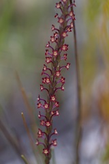 Microdon dubius