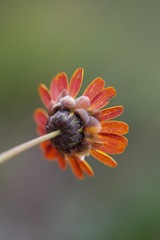 Ursinia paleacea