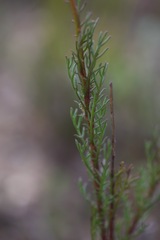 Ursinia paleacea