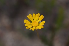 Ursinia paleacea