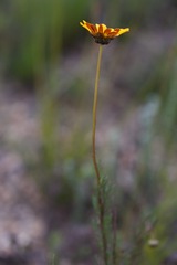 Ursinia paleacea