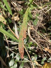 Coleosporium solidaginis