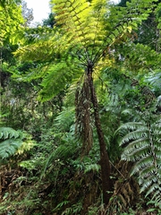 Alsophila spinulosa