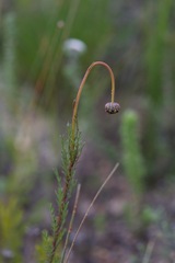Ursinia paleacea