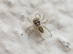Telamonia