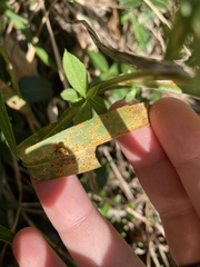 Coleosporium solidaginis