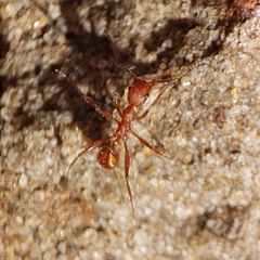 Aphaenogaster