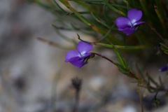 Viola decumbens