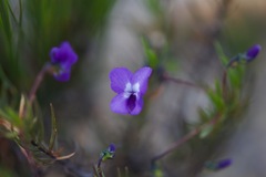 Viola decumbens