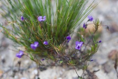 Viola decumbens