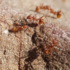Aphaenogaster