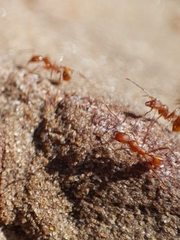 Aphaenogaster