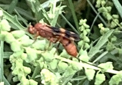 Compsocryptus texensis