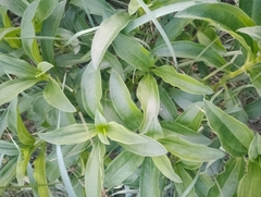 Saponaria officinalis