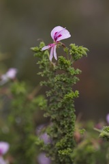Pelargonium crispum
