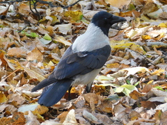 Corvus cornix
