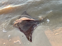 Myliobatis freminvillei